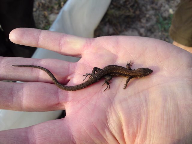 2009 Crapaudrome de Guiperreux 30